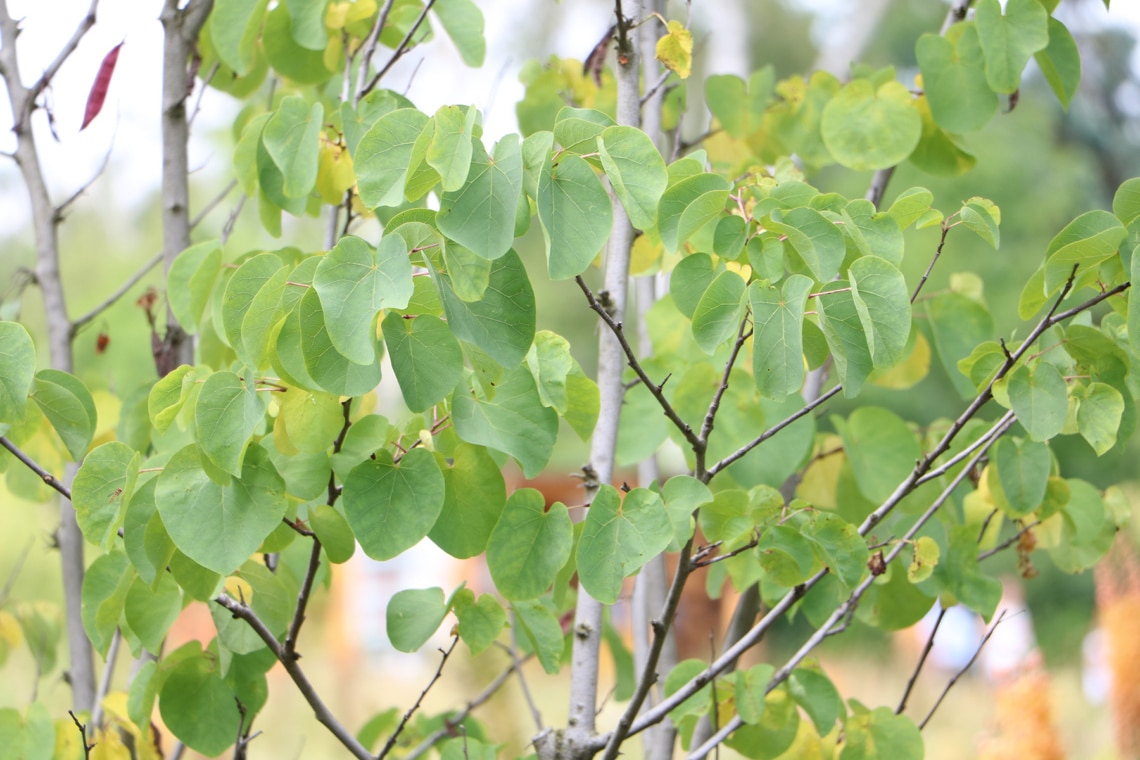 Blätter des Judasbaum (Cercis siliquastrum)