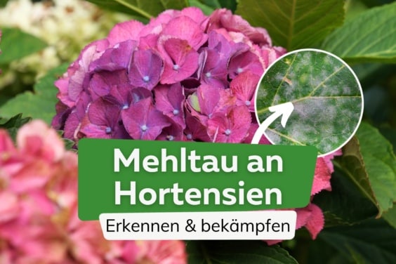 Mehltau an Hortensien