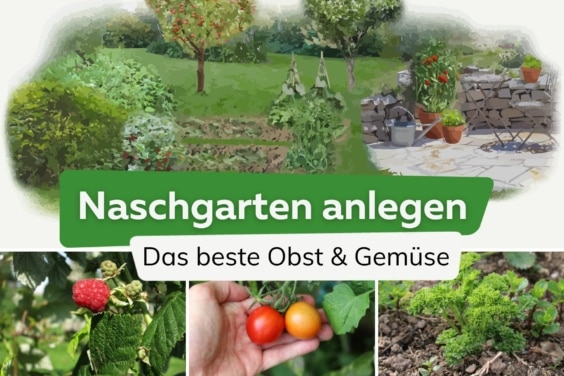 Naschgarten anlegen: das beste Obst & Gemüse