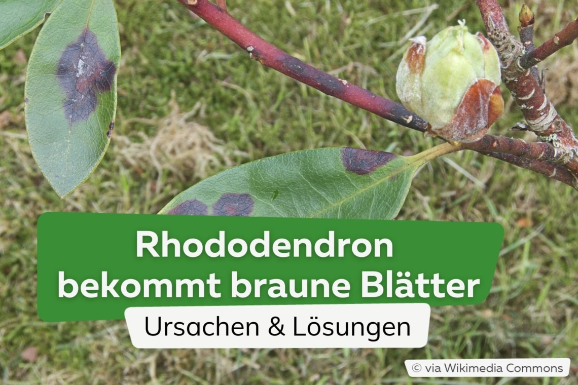 Rhododendron bekommt braune Blätter | Ursachen & Lösungen