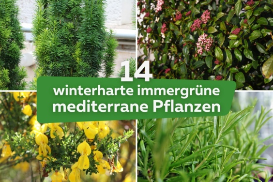 Winterharte immergrüne mediterrane Pflanzen Titel
