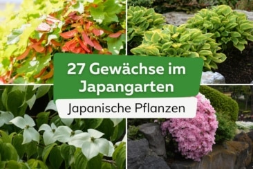Japanische Pflanzen: 27 Gewächse im Japangarten